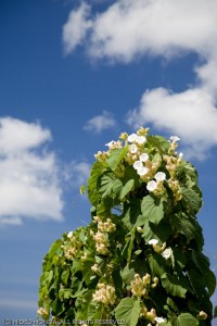 White flower